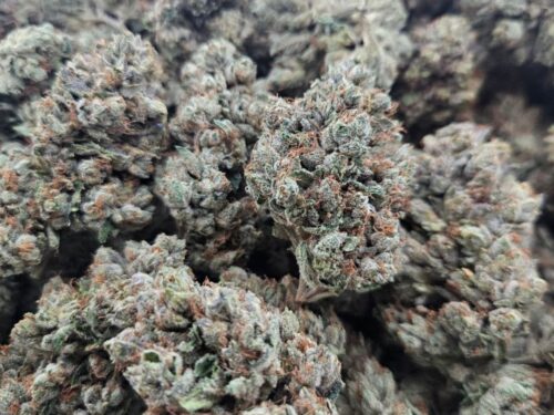 Kush Co